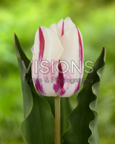 Tulipa Holland Beauty wit/paars vlam
