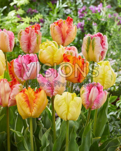 Tulipa Parrot Pastel mix