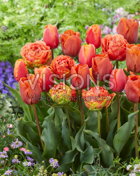 Tulipa Orange mix