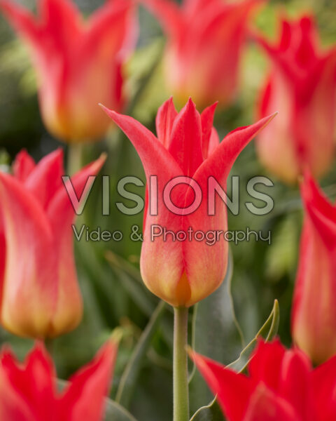 Tulipa Royal Gift