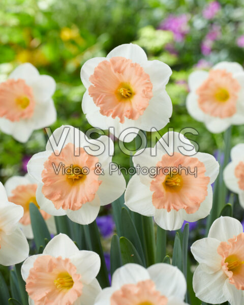 Narcissus Peach Diamond