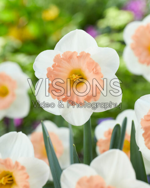 Narcissus Peach Diamond