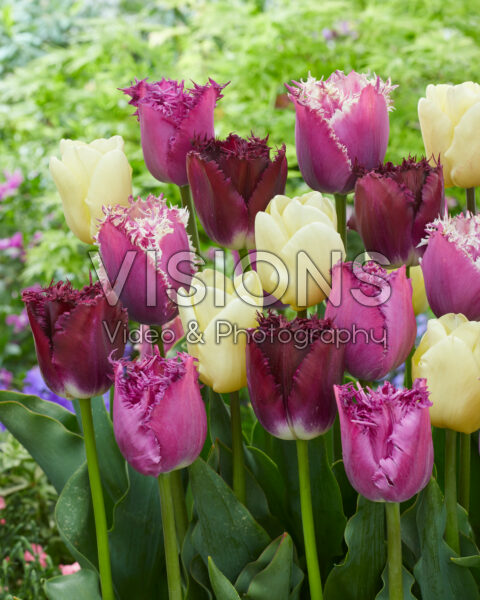 Tulipa Purple and White Fringed mix