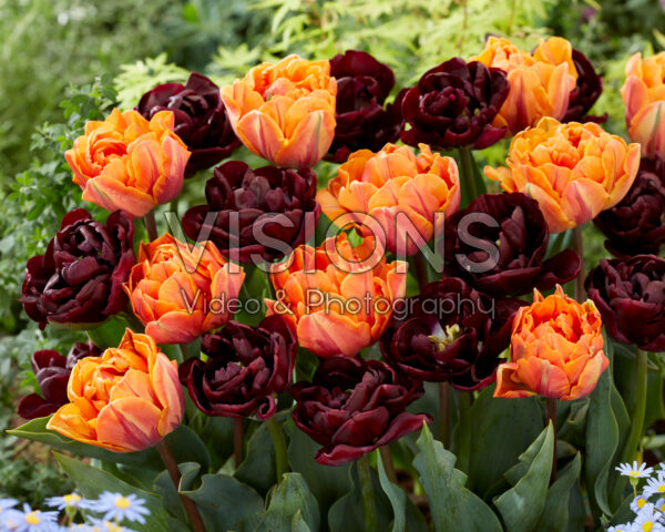 Tulipa Orange Princess, Canyon Tulipa Orange Princess, Canyon