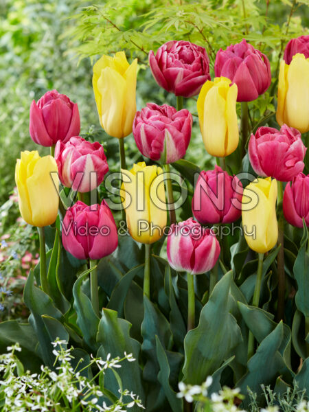 Tulipa Geel en Roze mix Tulipa Geel en Roze mix