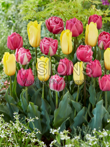 Tulipa Geel en Roze mix