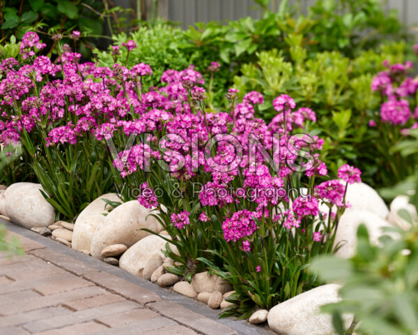 Lychnis Cherry Bubbles