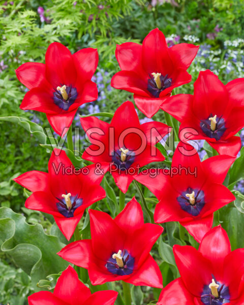 Tulipa Invitation