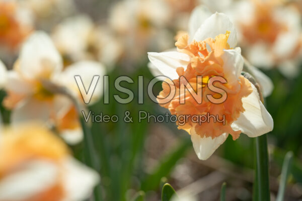 Narcissus Mariner