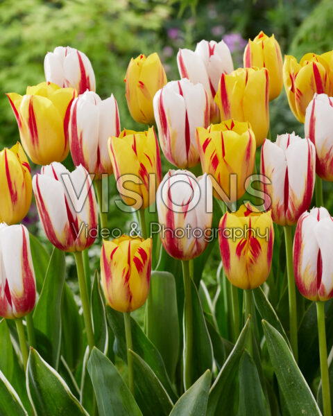 Tulipa Happy Generation, Washington