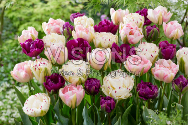 Tulipa Double flowering mix Tulipa Double flowering mix