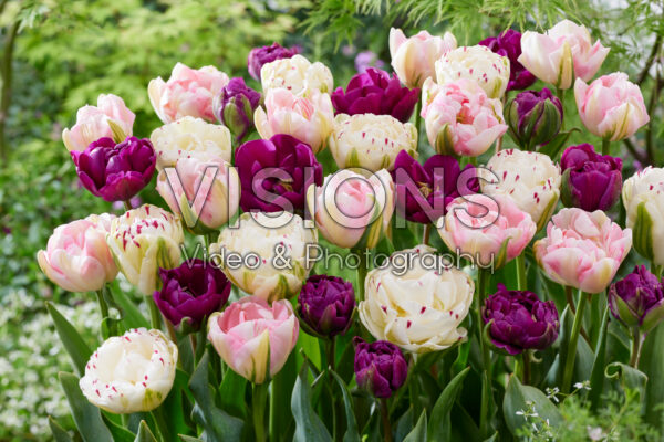 Tulipa Dubbelbloemige mix