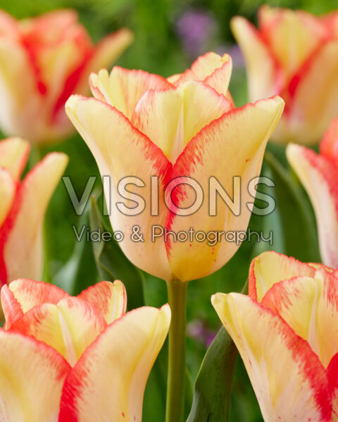 Tulipa Beautydream