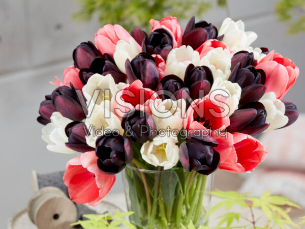 Tulipa Blush-Worthy Blend