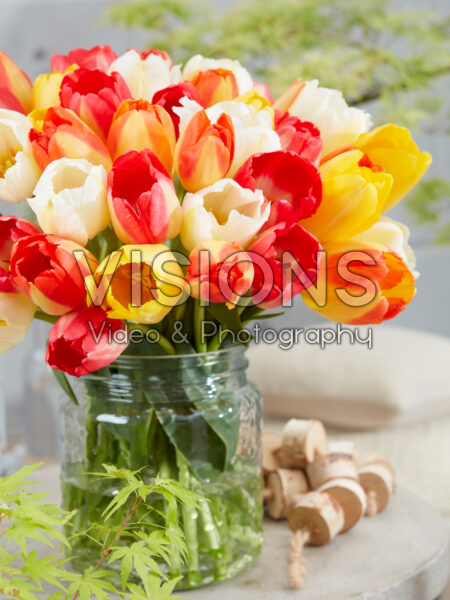 Tulipa Funfetti Blend Tulipa Funfetti Blend