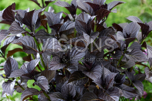Hydrangea macrophylla After Midnight Hydrangea macrophylla After Midnight