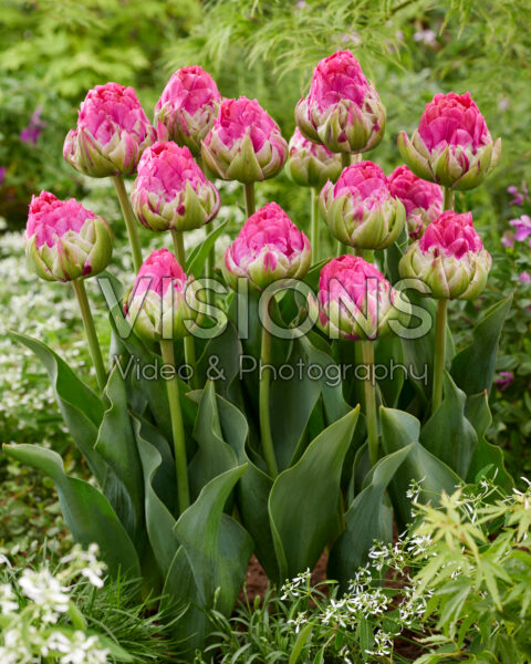 Tulipa Wicked in Pink