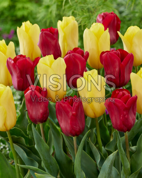 Tulipa Seadov, Strong Gold