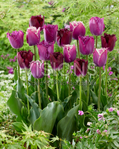 Tulipa Purple Crispa mix