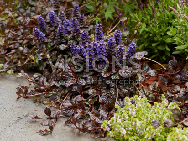 Ajuga Fierce Falcon Ajuga Fierce Falcon