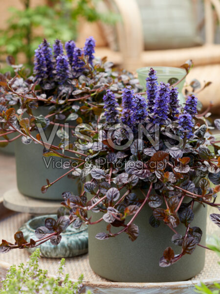 Ajuga Fierce Falcon Ajuga Fierce Falcon
