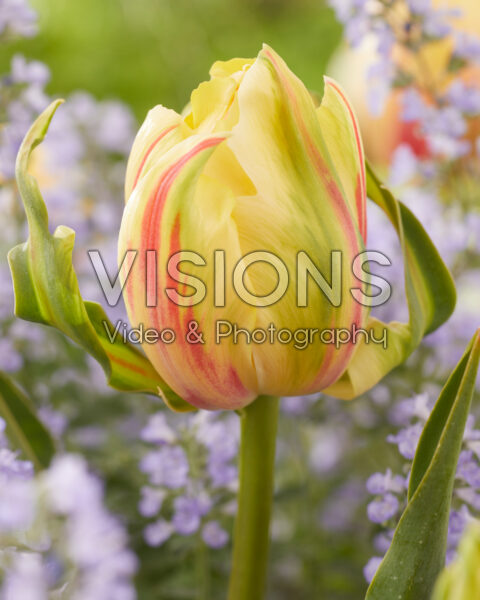 Tulipa Frejus Tulipa Frejus