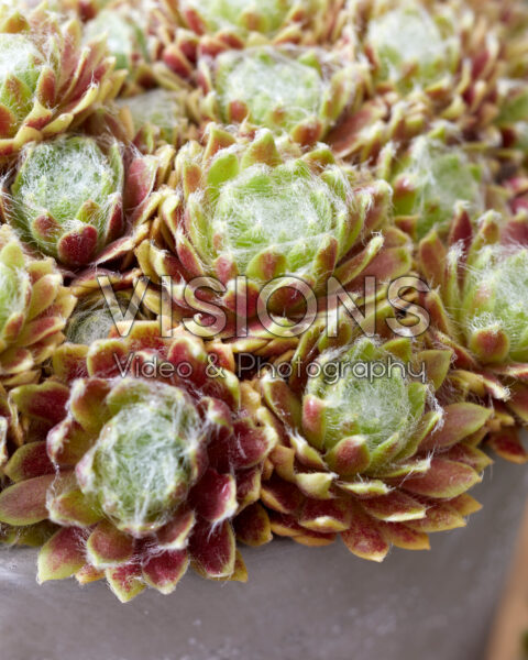 Sempervivum Lemon Flare Sempervivum Lemon Flare