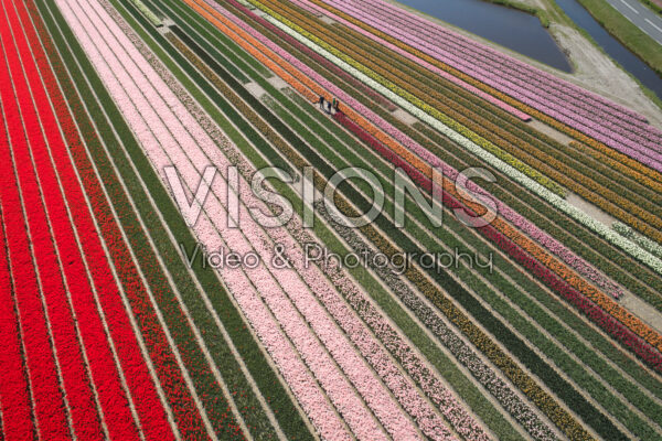 Tulpenvelden Tulpenvelden