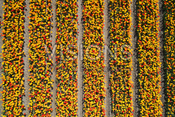 Tulip fields Tulip fields