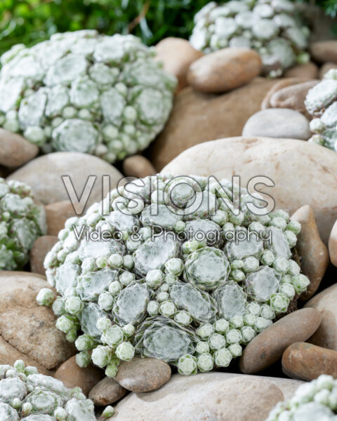 Sempervivum Arctic White