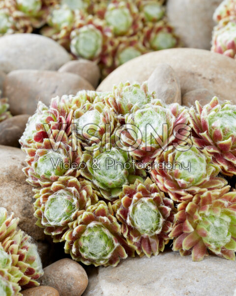 Sempervivum Lemon Flare