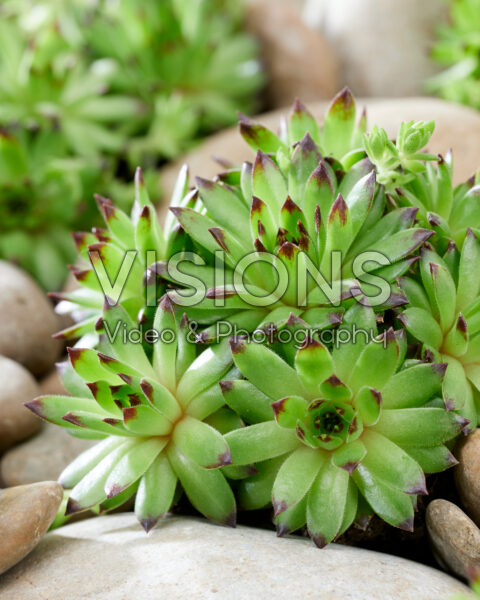 Sempervivum Emerald Swirl