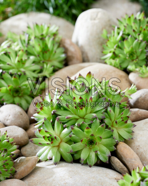 Sempervivum Emerald Swirl Sempervivum Emerald Swirl