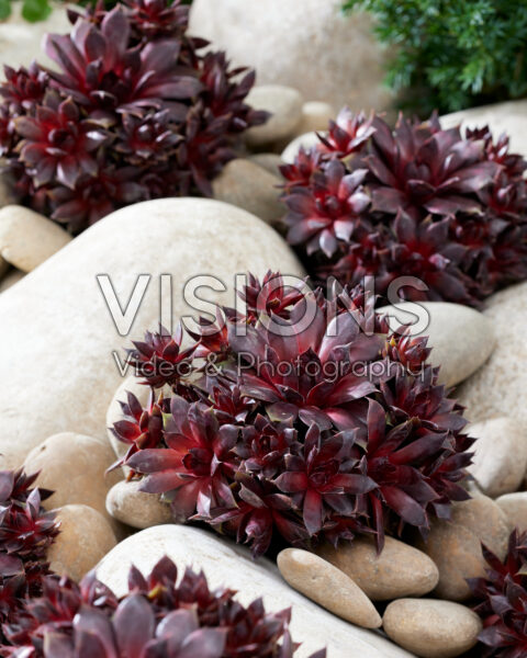 Sempervivum Blushing Garnett Sempervivum Blushing Garnett
