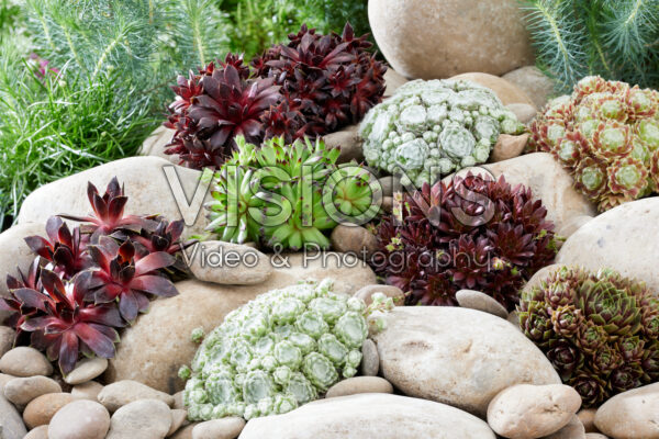 Sempervivum collection