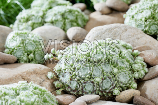 Sempervivum Summer Frost