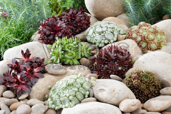 Sempervivum collection Sempervivum collection