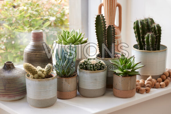 Cactus en succulenten collectie