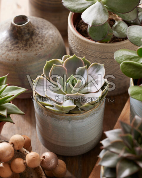 Echeveria lilacina