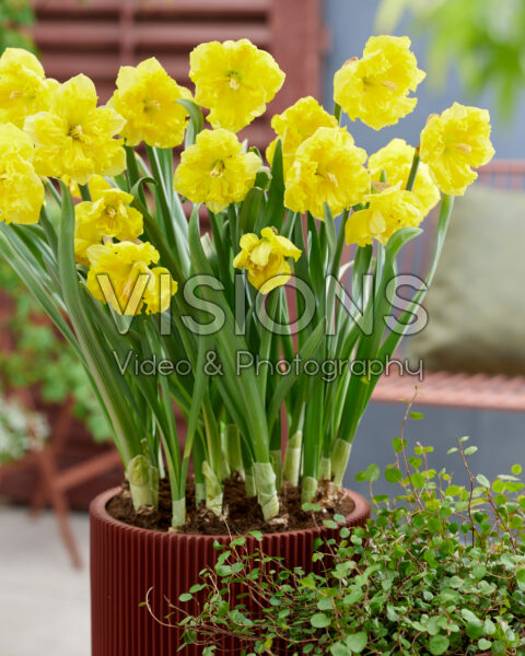 SPRING FLOWERING BULBS IN POTS