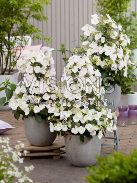 Hydrangea Runaway Bride® Hydrangea Runaway Bride®