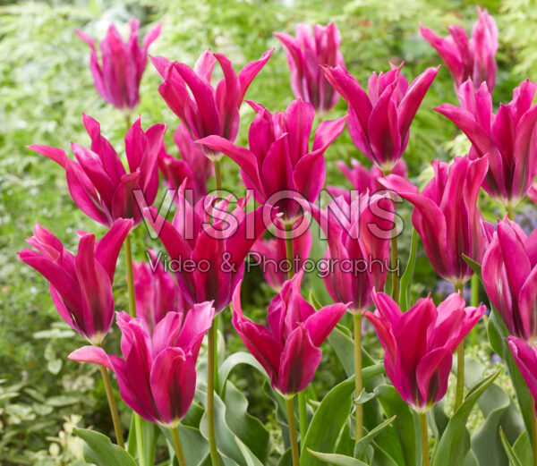 Tulipa Purple Doll
