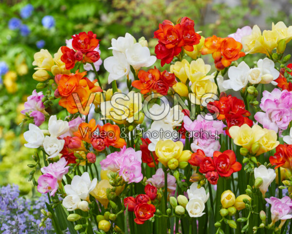 Freesia double mixed