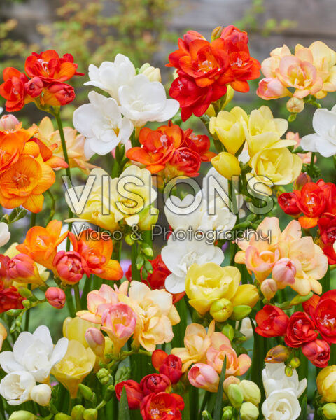 Freesia double mixed Freesia double mixed