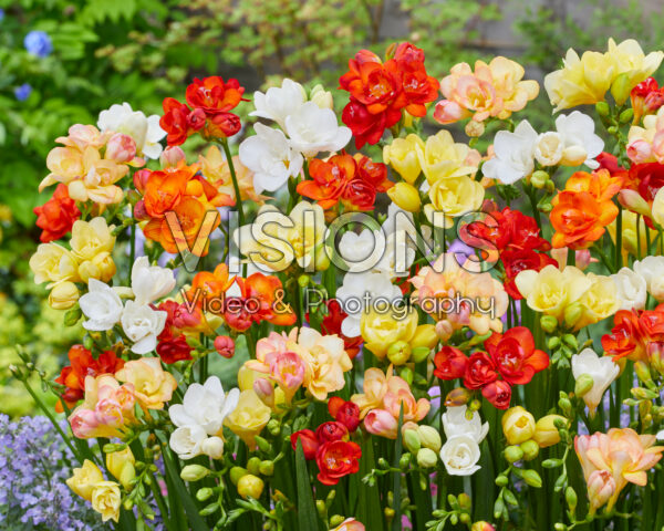 Freesia double mixed