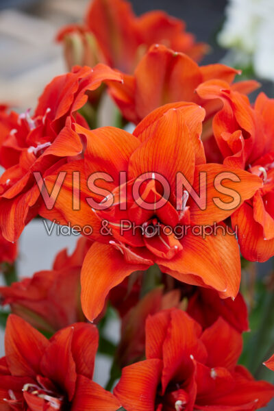 Hippeastrum Celica