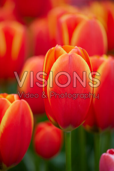 Tulipa World's Favourite Tulipa World's Favourite