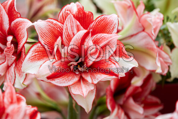 Hippeastrum Flamed Amadeus Hippeastrum Flamed Amadeus