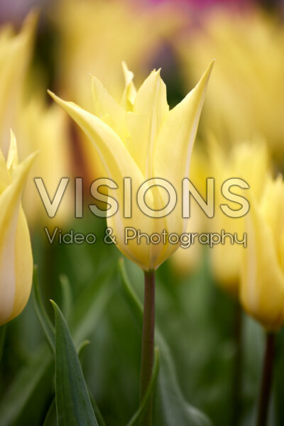 Tulipa Florijn Chic Tulipa Florijn Chic