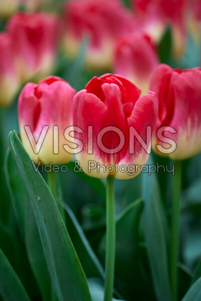 Tulipa Match Tulipa Match